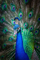 Fototapeta na wymiar Peacock with fanned tail looking straight at camera