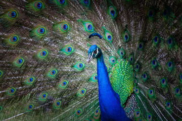 Fototapeta na wymiar Peacock portrait with fanned tail