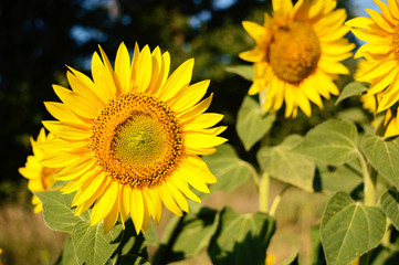 close up view of a beautiful yellow sunflower on a summer day