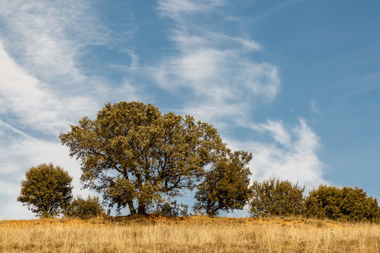 Pradera seca, encinas y cielo azul con nubes. Quercus ilex.
