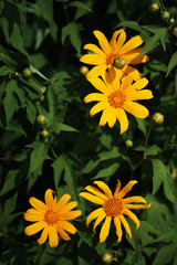 Beautiful Mexican sunflower weed (Bua Tong) and blue sky on the mountain.Tree marigold flowers in Thailand