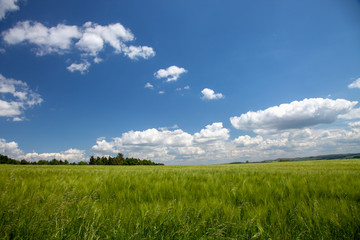 Wheat field in Germany on a nice summer day