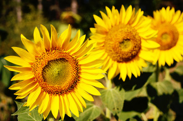 beautiful sunflower flowers in a sunny day close up