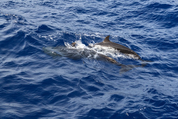Naklejka premium the grind's family of black dolphins in the open ocean
