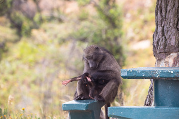 Chacma Baboon mother and infant (Papio ursinus)