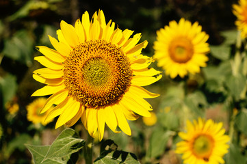 sunflower with blurred background
