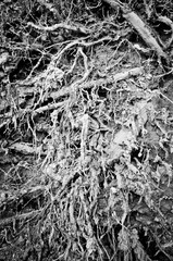 roots