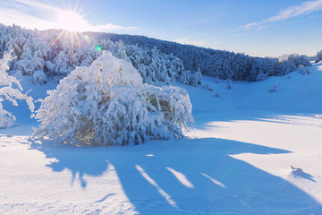 Winter landscape on a mountain top. Trees in the snow. Mountain peak, blue sky and winter sun.