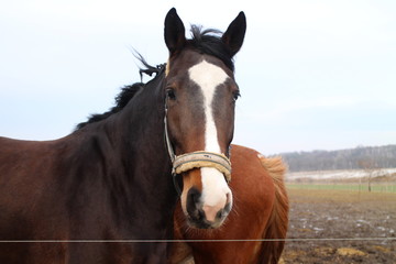 Horse in paddock in Albertovec, Moravian-Silesian region, Czech republic