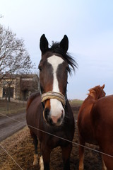 Horse in paddock in Albertovec, Moravian-Silesian region, Czech republic