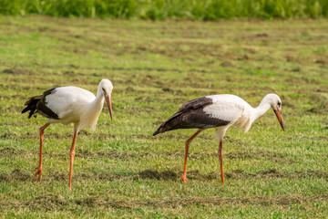 White storks in the green meadow at summer day