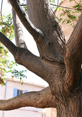 Fototapeta premium Arbre