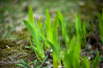 Grows vegetation