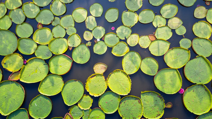 Aerial photo top view of Victoria water lilies