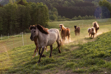 Pferde reiten in ihrem Gehege