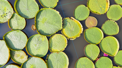 Obraz na płótnie Canvas Aerial photo top view of Victoria water lilies