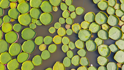 Aerial photo top view of Victoria water lilies