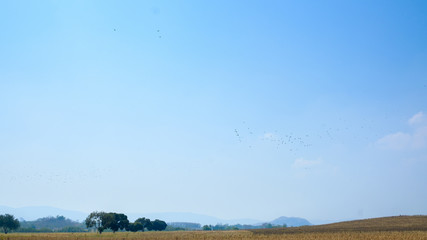 Obraz na płótnie Canvas Dry grass field in summer season and sky