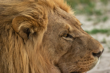 The Savuti North Pride lions roam in the Chobe National Park Botswana.