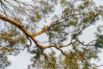 Tree Branch at Sunset