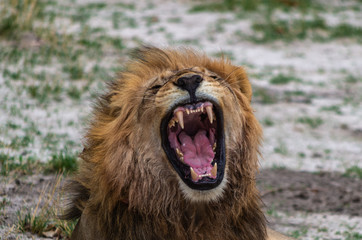 The Savuti North Pride lions roam in the Chobe National Park Botswana.