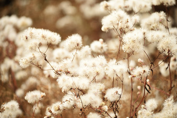 White fluffy tender dry flowers. Vintage style.