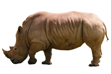 Obraz premium A white african rhinoceros, ceratotherium simum, grazing in the green grass in a nature reserve