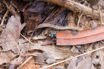 Rove Beetle, Actinus macleayi, under leaf litter in rainforest near Kurand in Tropical NOrth Queensland, Australia