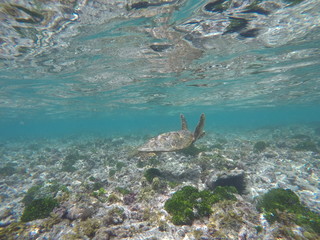 Naklejka premium green sea turtle