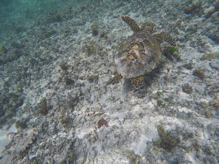 green sea turtle