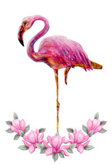Pink flamingos stands in floral ornament of magnolia flowers isolated on white background. Hand drawn painting watercolor paints.