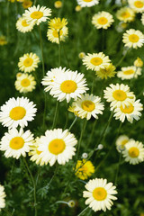 marguerite daisy flower in garden