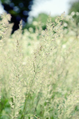frost grass (Spodiopogon sibiricus) in flowerbed. grass is alos known as Siberian graybeard and silver spike.