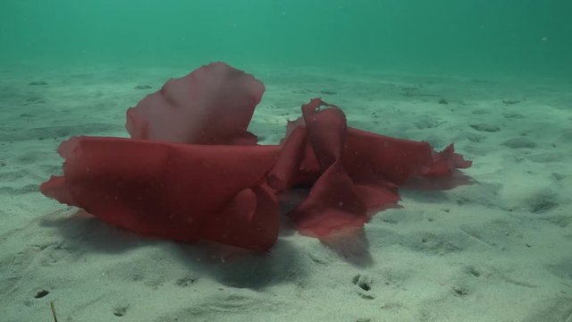 Large thin semi-translucent frond of red algae moving by water flow above flat sandy bottom in shallow water.
