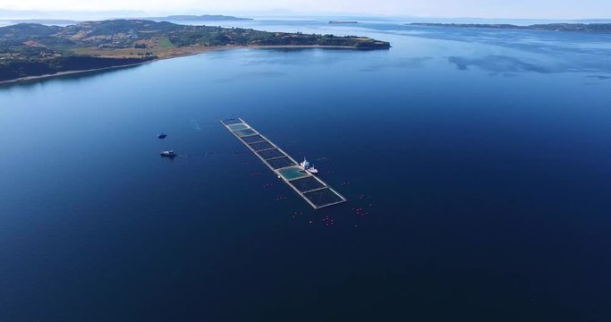 Aerial view of wellboat during harvesting of salmon in captivity, in the waters of the Chiloe archipelago