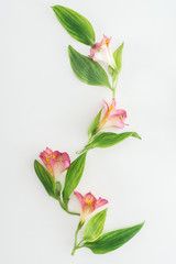 top view of composition with pink flowers and green leaves on white background