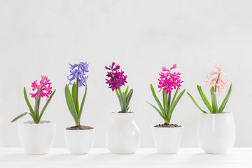 Plakat hyacinth in pot on white background