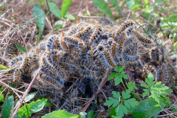 Pine processionary nest
