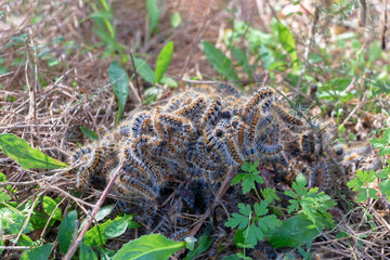 Pine processionary nest