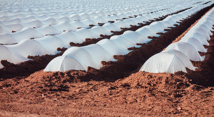 Plantation mulching with plastic film.