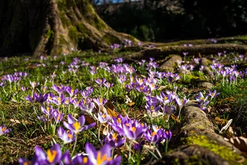 Fotobehang Krokus Flowering crocuses in a meadow with knotty roots and a tree in background.  © 07/17 Photo