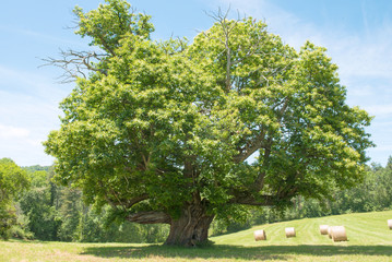 Châtaignier de 400 ans Ariège