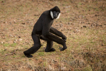 Obraz premium Witwanggibbon wandelt al kijkend weg