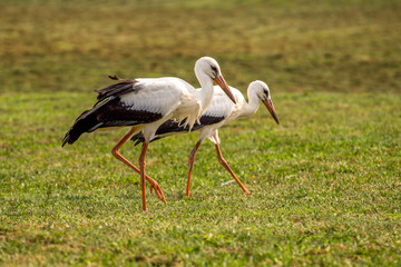 Fototapeta premium White storks in the green meadow