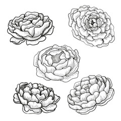 Set of sketches hand drawn peony flowers.