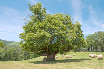 Châtaignier de 400 ans Ariège