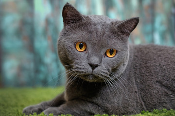 Big scottish cat Big scottish cat on rug