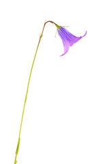 Spreading bellflower (Campanula patula) isolated on white background.