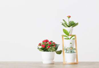 houseplants against  white wall on wooden table