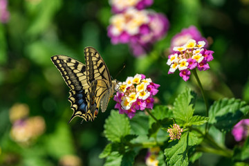 Fototapeta na wymiar Swallowtail butterfly on a flower with green background